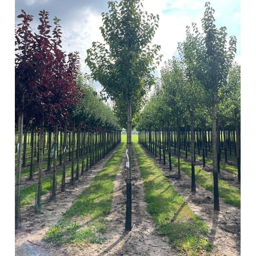 Litet kinapäron - Pyrus calleryana 'Chanticleer' - Stammens omkrets 18-20 cm, höjd 4 +/- meter, HS,